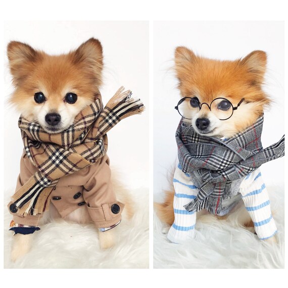 100 dollar dog accessory