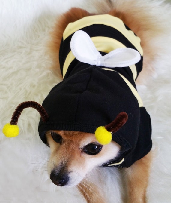 small dog bee costume