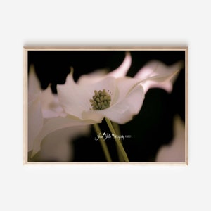 Flower Photography- White dogwood black background floral spring fine art photograph &quot;Heavenly Blessings Canvas Wall Art&quot;