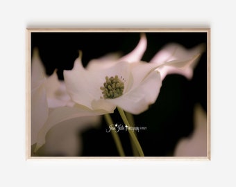 Flower Photography- White dogwood black background floral spring fine art photograph "Heavenly Blessings Canvas Wall Art"