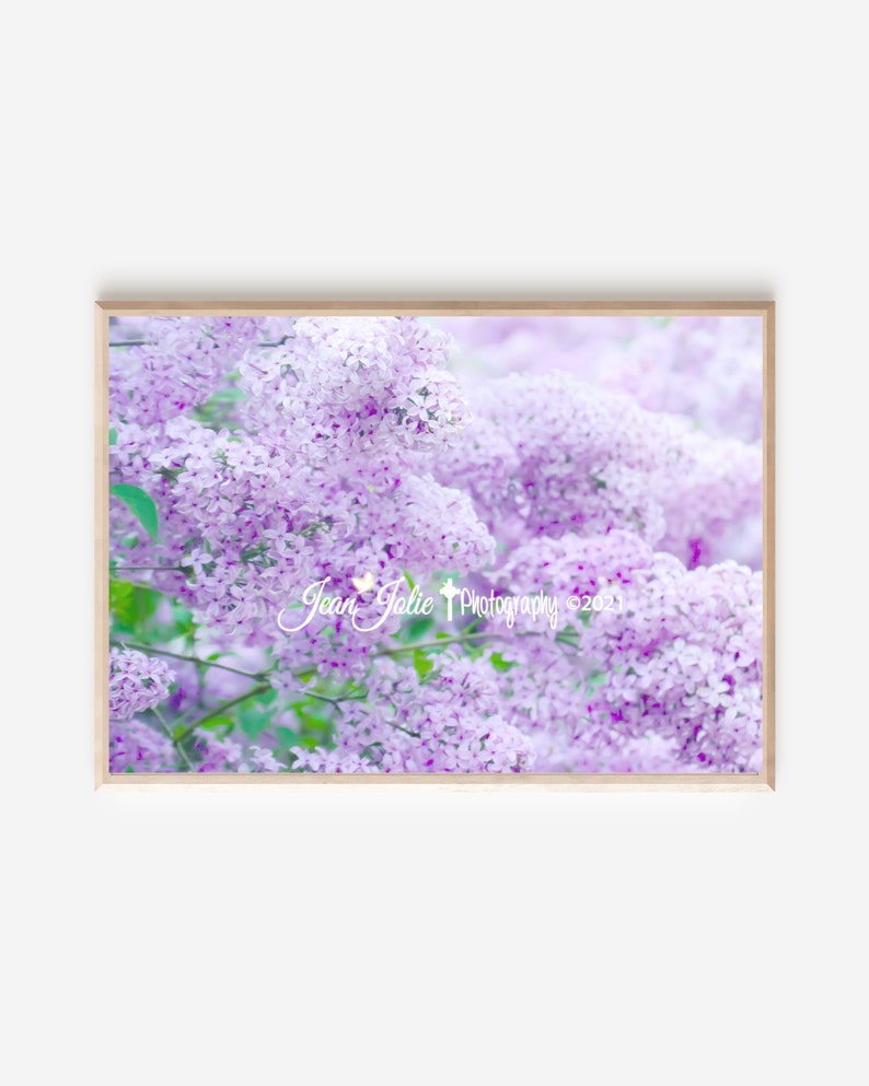 Lilac Wall Art Print Nature Photography Lilac Tree Photo Spring Print ...