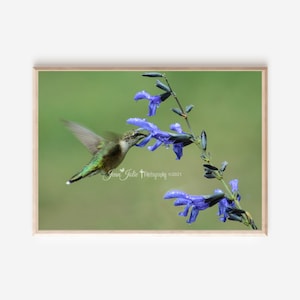 hummingbird wall art hummingbird print hummingbird photography nature photography bird print fine art photograph &quot;Sweetness of Life&quot;