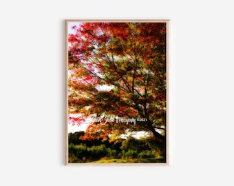 Nature Photography- orange, yellow, and red autumn leaves- "Autumn Impression Canvas Wall Art"