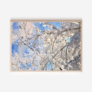 Nature Photography- Snow on branches winter scene &quot;Sparkle Snow Canvas Wall Art&quot;