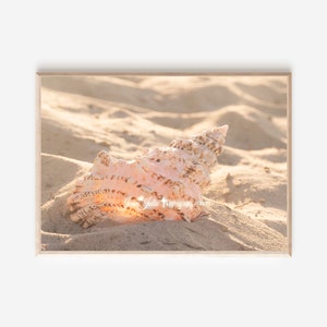 Strandfotografi - Strandsnäcka - Gyllene ljus väggkonst kustkollektion konsttryck "Ängelljus"
