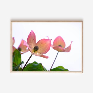dogwood wall art dogwood print dogwood photography bedroom decor nature photography fine art photograph- &quot;Love Blossom Canvas Wall Art&quot;
