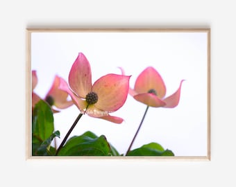 dogwood wall art dogwood stampa dogwood fotografia camera da letto arredamento fotografia naturalistica belle arti fotografia- "Love Blossom Canvas Wall Art"