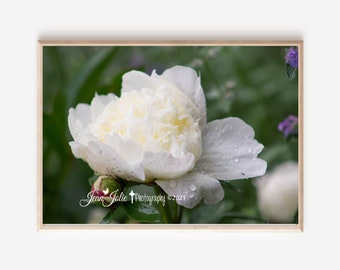 religious wall art peony print peony photo peony photography religious print home decor white floral print spring fine art photograph