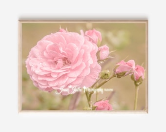 Flower Photography- Pastel soft pink rose floral summer fine art photograph "True Love Wall Art"