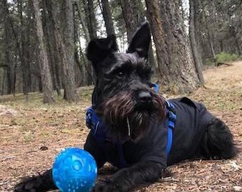 Bambushund Hoodie, SCHWARZ | Leerer Haustier Hoodie | Hunde Sweatshirt | Hundebekleidung | Weiche & dehnbare Hundebekleidung