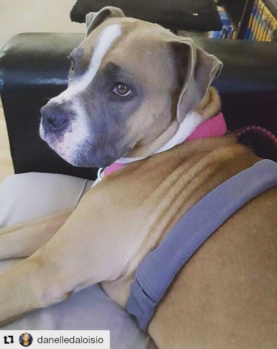 dog harness strap covers