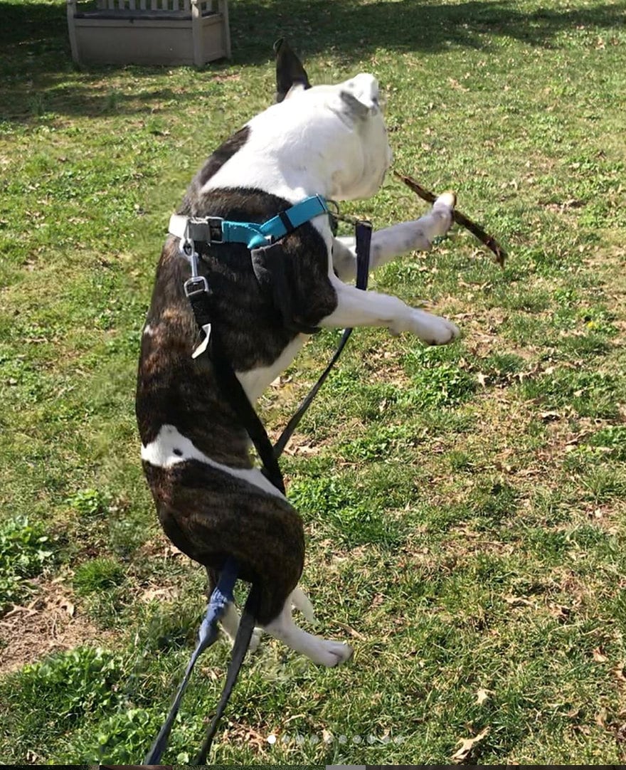 Dog Harness Strap Cover Padding Prevent Rubbing Durable Etsy UK