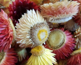 Dried strawflowers