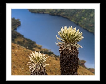 High Andean Scenic Photography; Páramo de Oceta, Colombia (Fine art photos of various sizes including 8x10, 11x14 & small/large prints)