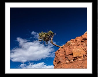 Grand Canyon and a Lonely Tree, Photograph; Grand Canyon, Arizona, USA (Fine art photo, various sizes incl 8x10, 11x14 & small/large prints)