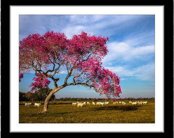 Colorful Pink Tree in Pasture, Landscape Photograph; Pantanal, Brazil (Fine art photo, various sizes incl. 8x10, 11x14 & small/large prints)