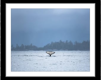 Killer Whale Tail Photograph; Haida Gwaii, BC, Canada (Fine art photos of various sizes including 8x10, 11x14 & small/large/XL prints)