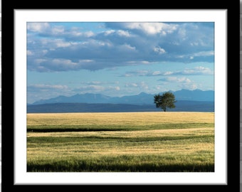 Tree in the Rocky Mountain Foothills, Photograph; Alberta, Canada (Fine art photo, various sizes including 8x10, 11x14 & small/large prints)