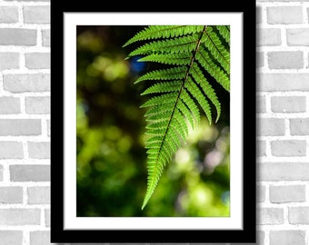 Fern Photography and Nature scenery; Nga Manu, New Zealand (Fine art photos of various sizes including 8x10, 11x14 & small/large/XL prints)