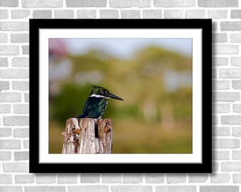 Green Kingfisher Bird Photography, Pantanal Brazil (Fine Art Print, Unframed)