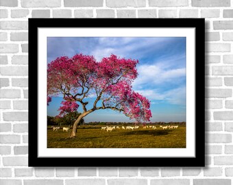 Colorful Pink Tree in Pasture, Landscape Photograph; Pantanal, Brazil (Fine art photo, various sizes incl. 8x10, 11x14 & small/large prints)