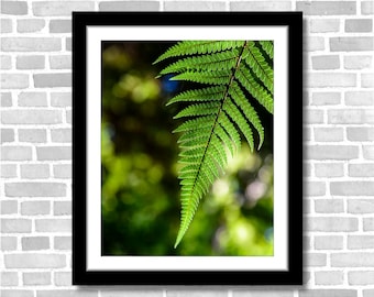 Fern Photography and Nature scenery; Nga Manu, New Zealand (Fine art photos of various sizes including 8x10, 11x14 & small/large/XL prints)