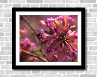 Pink Flower Photograph; Pantanal, Brazil (Fine art photos of various sizes including 8x10, 11x14 & small/large prints)