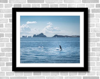 Penguin in Antarctica, Photograph; South Shetland Islands (Fine art photos of various sizes including 8x10, 11x14 & small/large/XL prints)