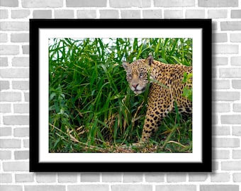 Jaguar in the Wild, Photograph; Pantanal, Brazil (Fine art photo, various sizes including 8x10, 11x14 & small/large prints)