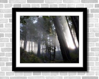 Redwoods in the Mist, Photograph; Big Sur, California, USA (Fine art photos of various sizes including 8x10, 11x14 & small/large prints)