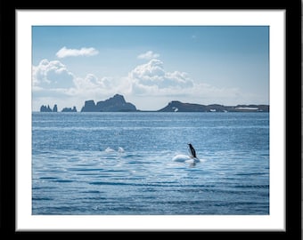 Penguin in Antarctica, Photograph; South Shetland Islands (Fine art photos of various sizes including 8x10, 11x14 & small/large/XL prints)