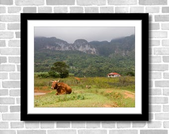 Cow at Rural Cuban Tobacco Farm, Photograph; Valle Vinales, Cuba (Fine art photo, various sizes including 8x10, 11x14 & small/large prints)