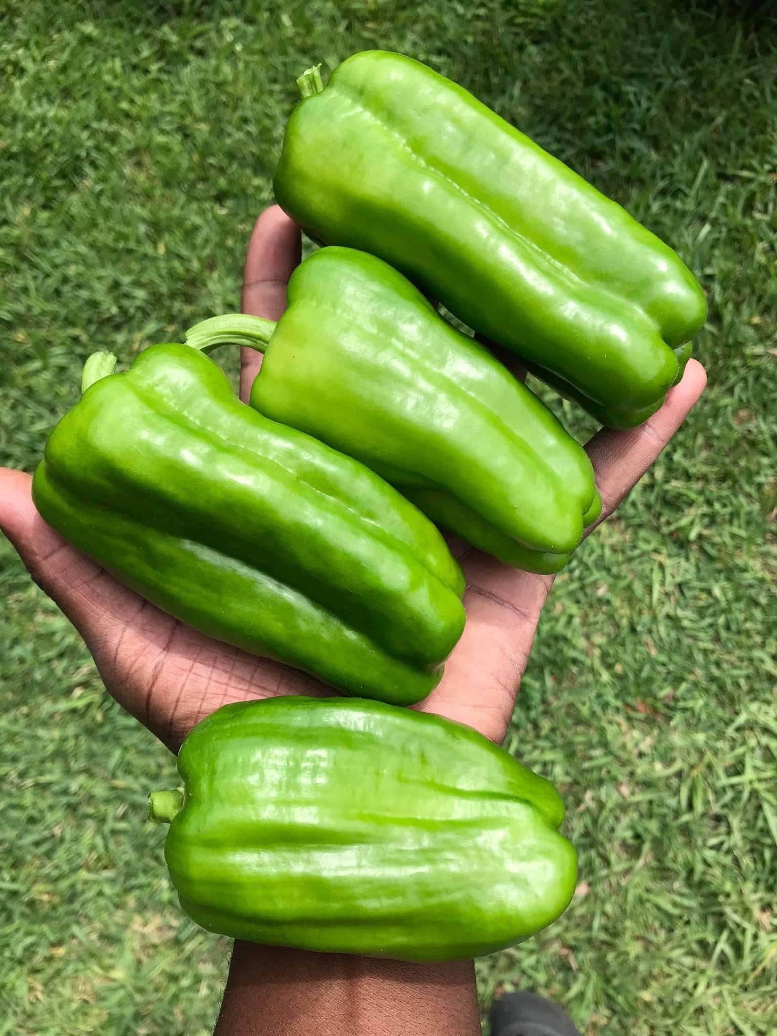 Planting, Growing, and Harvesting Bell Peppers - 16 Acres Garden Center