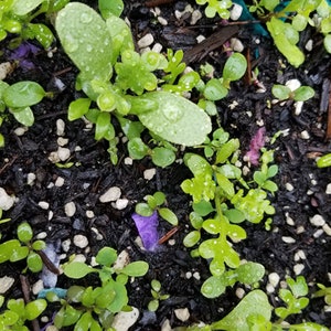 May include: Close-up of a patch of green seedlings growing in dark soil with white pebbles. The seedlings have small, green leaves and are surrounded by small, white pebbles.
