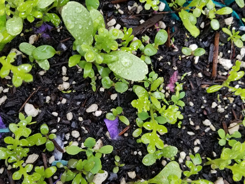May include: Close-up of a patch of green seedlings growing in dark soil with white pebbles. The seedlings have small, green leaves and are surrounded by small, white pebbles.