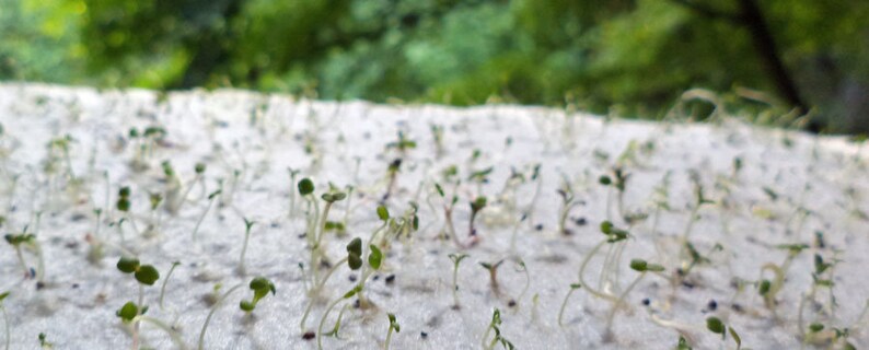 Seed embedded paper grows wildflowers or herbs Plantable Greeting Card You are my sunshine 100/% recycled seed paper