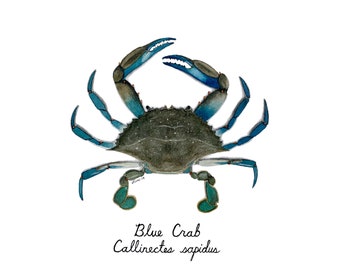 Blue crab - Archival Giclée Print of Original Painting, Chesapeake Bay blue crab,
