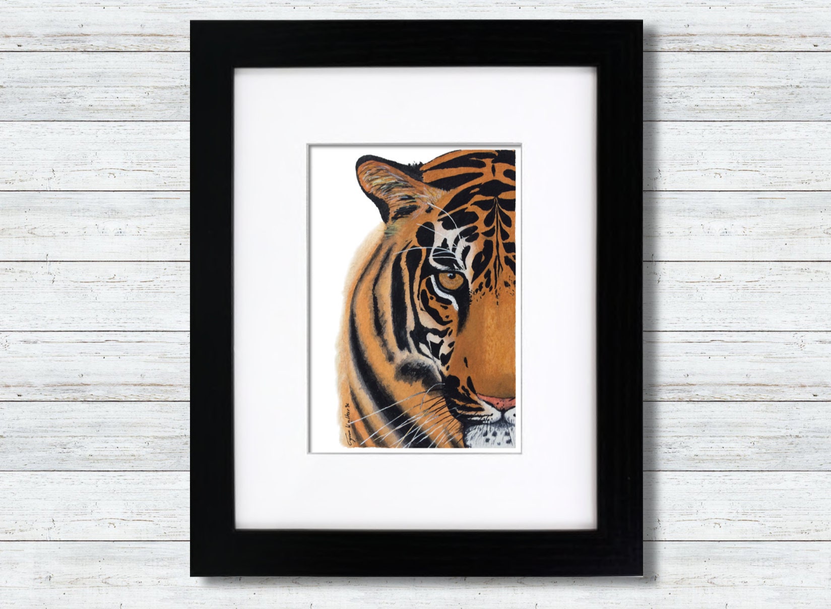 BENGAL TIGER. Line engraving, 19th century available as Framed Prints,  Photos, Wall Art and Photo Gifts