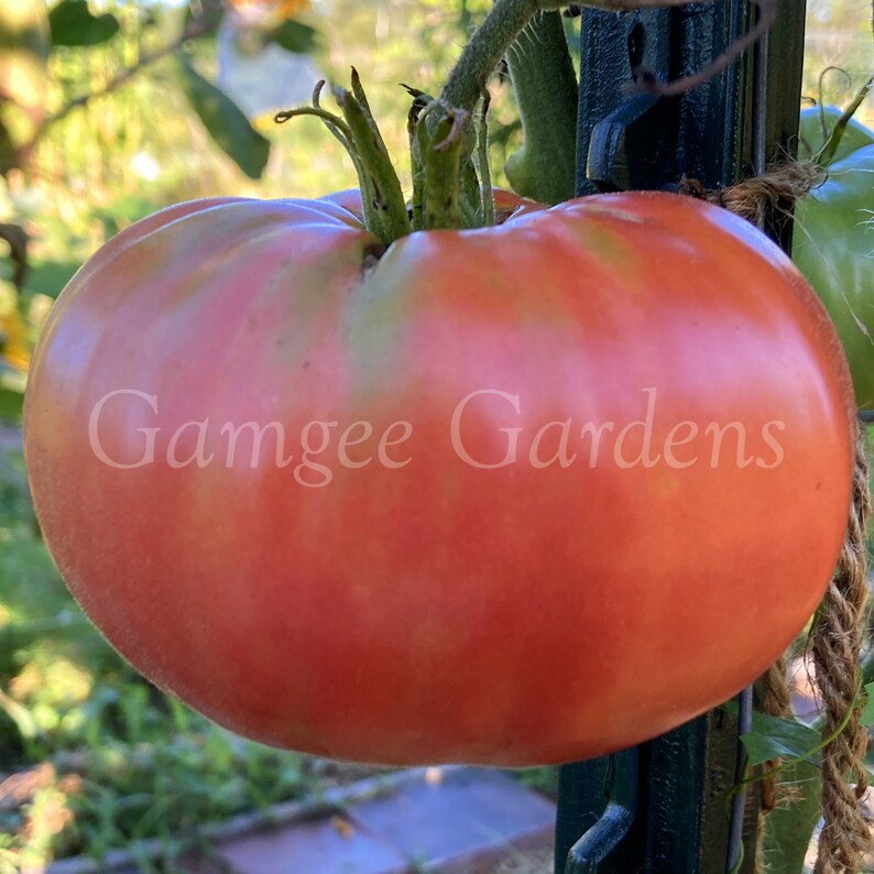 ENORMOUS Red Brandywine Beefsteak Tomato Seeds 20 Heirloom Etsy