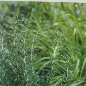 Rosemary Zest