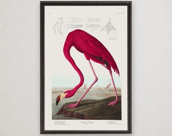 American Flamingo Audubon Print, Vintage Bird Wall Art, Coastal Pink Flamingo Poster, Nature Decor Gift