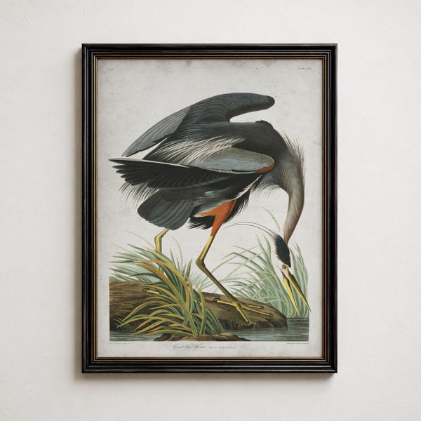 Great Blue Heron Audubon Print, Vintage Bird Wall Art, Coastal Nature Poster, Antique Heron Decor Gift