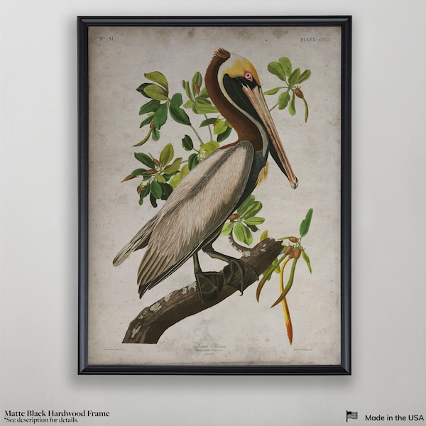 Brown Pelican, John James Audubon, Vintage Wall Art, Vintage Wall Decor, Audubon Bird Print, Bird Illustrations