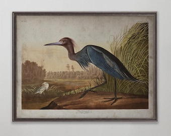 Blue Crane Audubon Print, Vintage Little Blue Heron Wall Art, Coastal Bird Poster, Antique Nature Gift