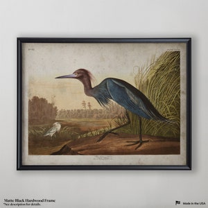 Blue Crane, John James Audubon, Vintage Wall Art, Vintage Wall Art,  Vintage Wall Decor, Audubon Bird Print, Bird Illustrations