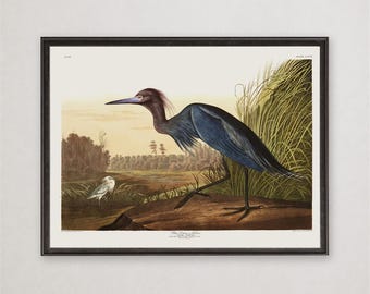 Blue Crane Audubon Print, Vintage Little Blue Heron Wall Art, Coastal Bird Poster, Nature Gift