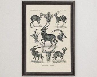 Ernst Haeckel Antilopina Print, Antique Antelope Study, Vintage Zoology Natural History Art