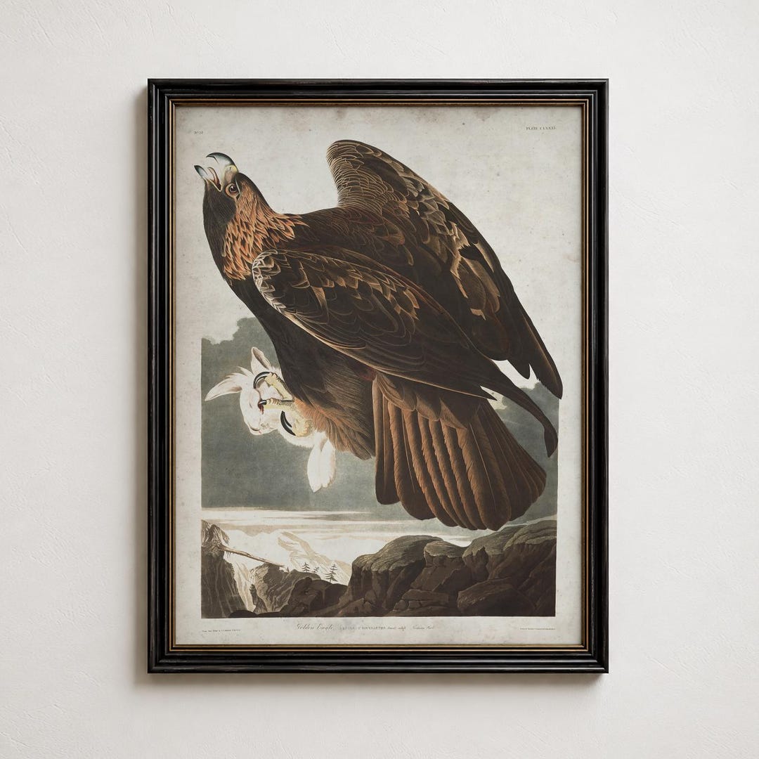 Vintage Golden Eagle Audubon Print C.1830s, Antique Bird Art, Eagle ...