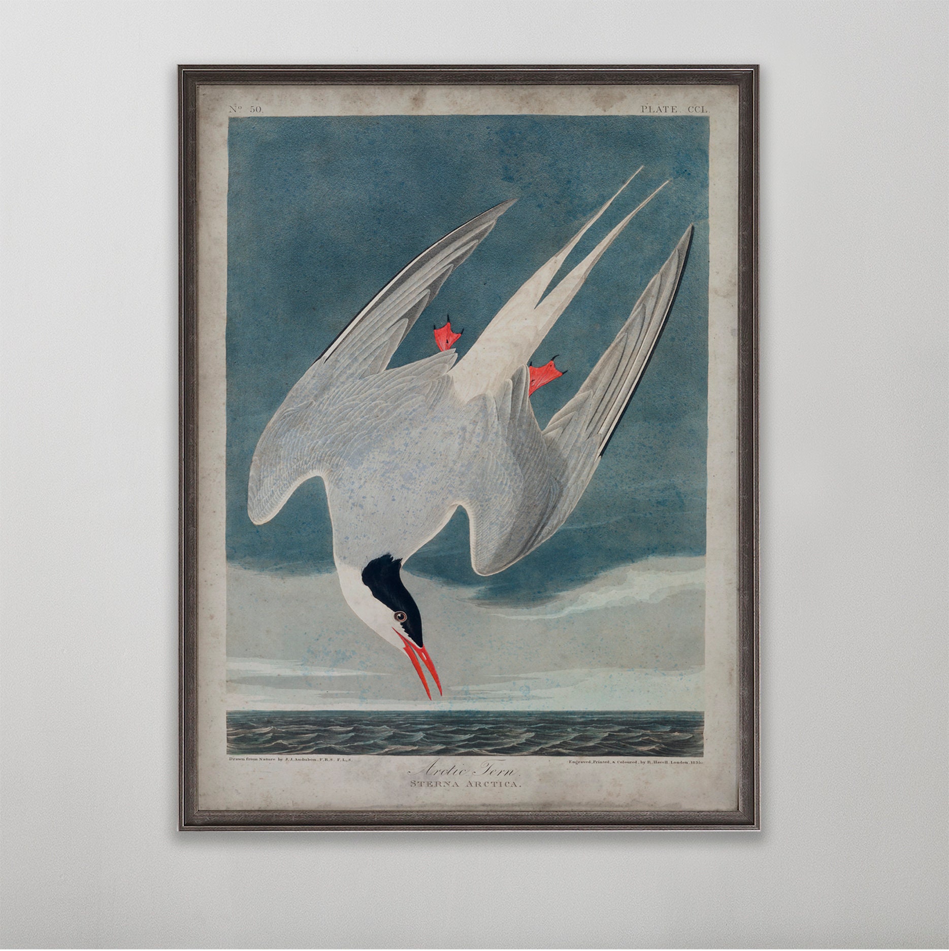 Arctic Tern John James Audubon Vintage Wall Art Anniversary - Etsy