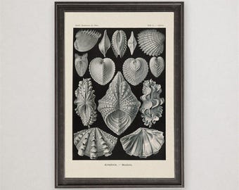 Ernst Haeckel Acephala Print, Antique Bivalve Shell Art, Marine Biology Natural History Decor